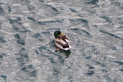 High angle view of woman swimming in lake