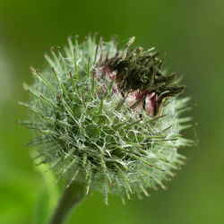 Close-up of cactus