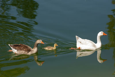 Ducks swimming in lake