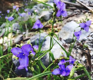 Close-up of purple flowers blooming outdoors