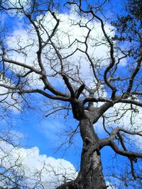 Low angle view of bare trees against sky