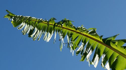 Low angle view of palm tree leaves against clear blue sky