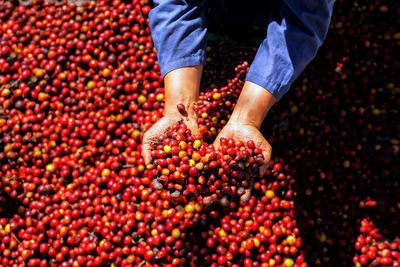 High angle view of woman holding coffee seed