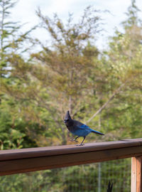 Bird perching on railing