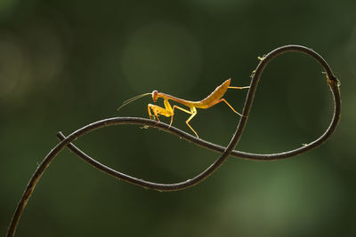 Brown mantis on unique branch