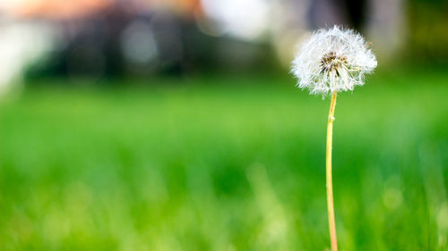 Close-up of white dandelion flower in field