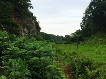 Scenic view of forest against sky