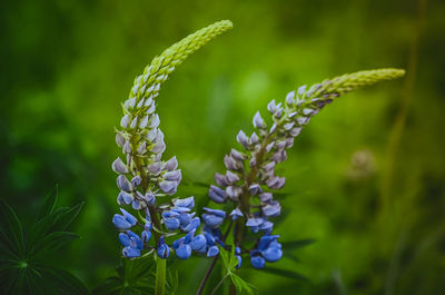 Close-up of purple flowering plant on field