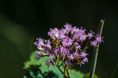 Close-up of bee on purple flowers