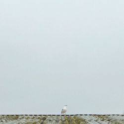 Bird perching on wall against clear sky