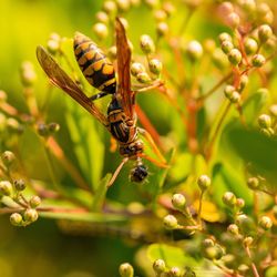 Close-up of bee on flower