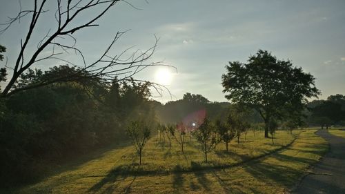 Trees on field against sky