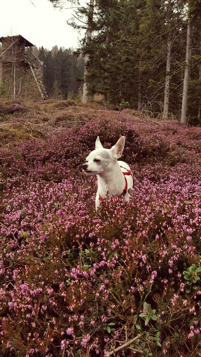 WHITE DOG ON FRESH FLOWER PLANTS