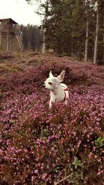 White dog with flowers against trees