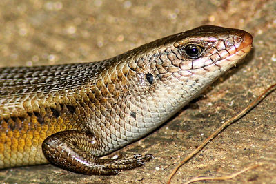 Close-up of a lizard