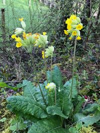 Yellow flowers blooming on field