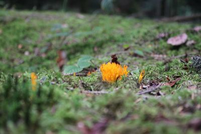 Close-up of yellow flower on field