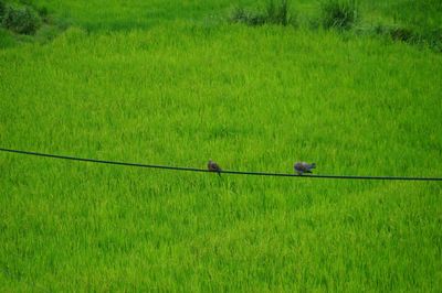 Two birds on the cable