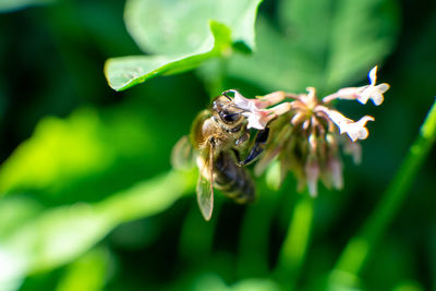 Close-up of bee pollinating on flower