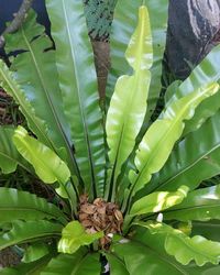 Close-up of leaves