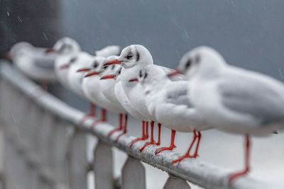 Close-up of seagulls in row on railing during rainy season