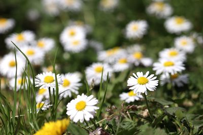 Close-up of daisies on field