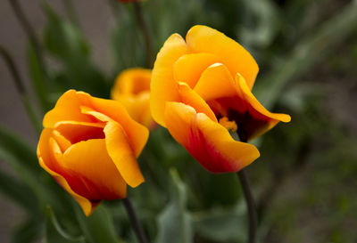 Close-up of yellow tulip