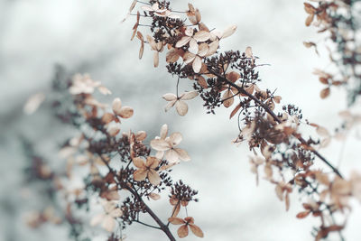 Close-up of flowers growing on branches during winter