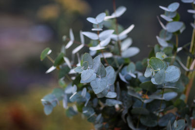 Close-up of plants