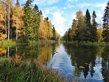 Scenic view of lake in forest against sky