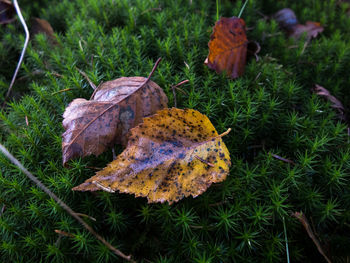 High angle view of autumn leaf on field