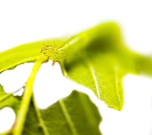 Close-up of insect on leaf