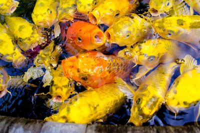 Close-up of fish swimming in sea