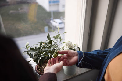 Women checking fruit growing on potted plant