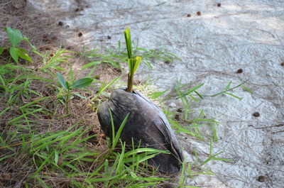 Close-up of bird on grass