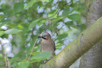 Close-up of bird perching on tree