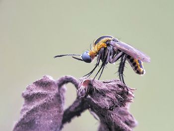 Close-up of insect on flower