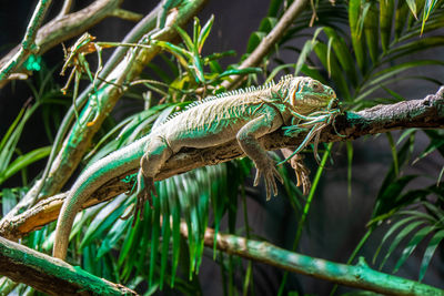 Close-up of a lizard on tree