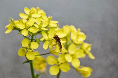 Close-up of bee on yellow flower
