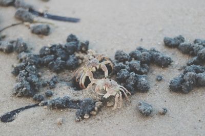 Close-up on crabs curiously exploring the sandy beaches of inhaca, mozambique