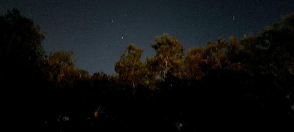 Low angle view of trees against sky at night