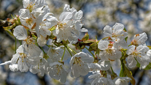 Close-up of white flowers blooming on tree