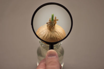 Close-up of onion on glass bottle seen through magnifying glass held by hand