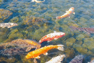 High angle view of koi carps swimming in sea