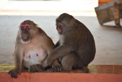 Close-up of monkeys in monkey cave, chiang rai, thailand