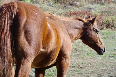 Horse standing in a field