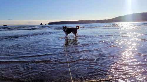 Dog standing on beach against sky during sunset