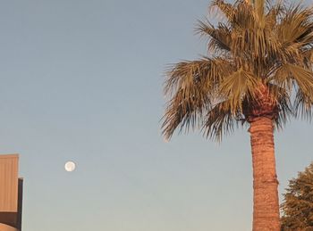 Low angle view of palm tree against clear sky