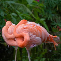 Close-up of flamingos preening
