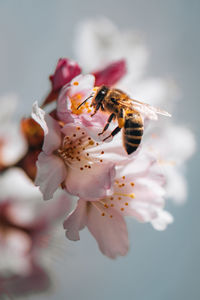 Close-up of bee on flower